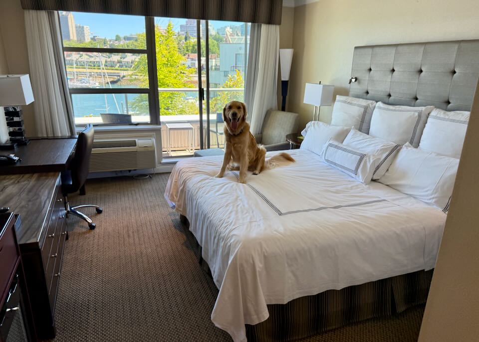 My dog in our room at Granville Island Hotel.
