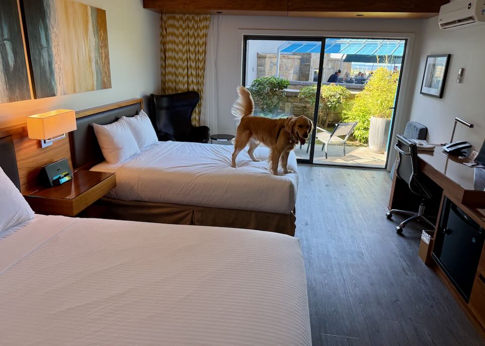 My dog in our room on Vancouver Island.