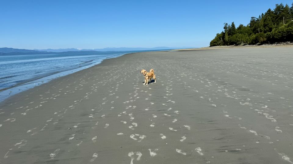 My dog on Vancouver Island.